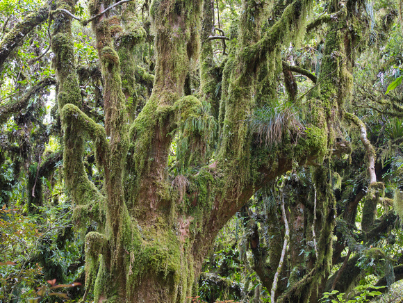 Forest at Taranaki NP, NZ