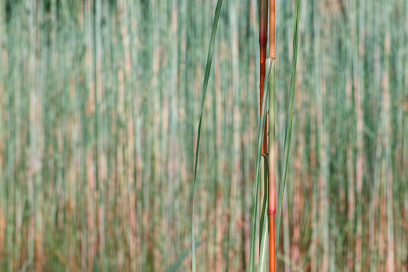 spear grass