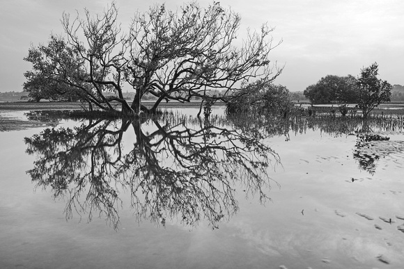 bw mangrove, kulaluk