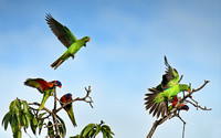 red wings and lorikeets