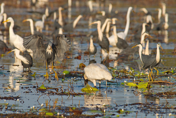 pied herons, spoonbill and egrets, knuckey lagoon