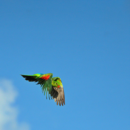 red wing parrot launching