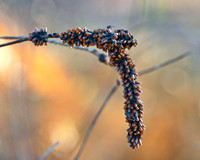 seed head?