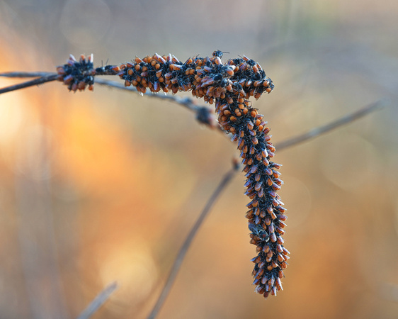 seed head?