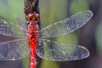 dragonfly, knuckey lagoon