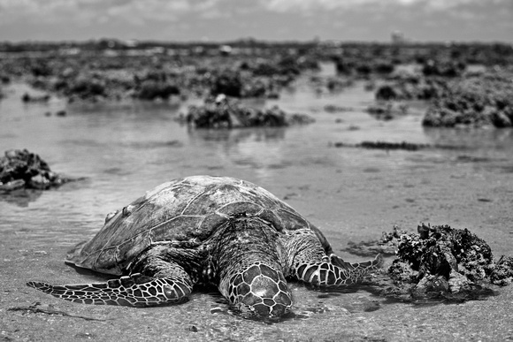 stranded green turtle, east point