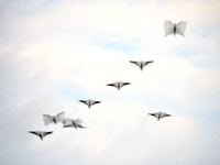 magpie geese at 1/8 sec