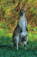 mother and child 2 (Agile Wallaby)