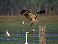 hawk landing - knuckey lagoon