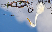 egret = knuckey lagoon