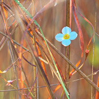 tiny wildflower yarrawonga