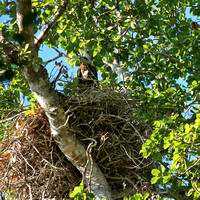 white bellied sea eagle on nest