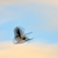 magpie goose at 1/6 sec