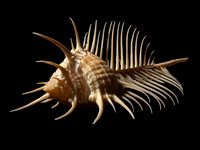 form