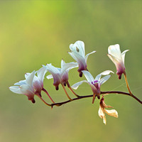 sylph, hanging by a thread