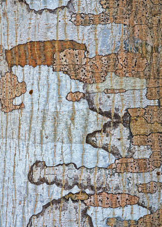 cartographer's trunk