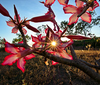 desert rose, last light